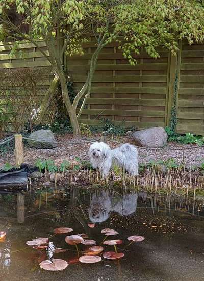 Dogorama Photo Challenge - Spieglein Spieglein . . .-Beitrag-Bild