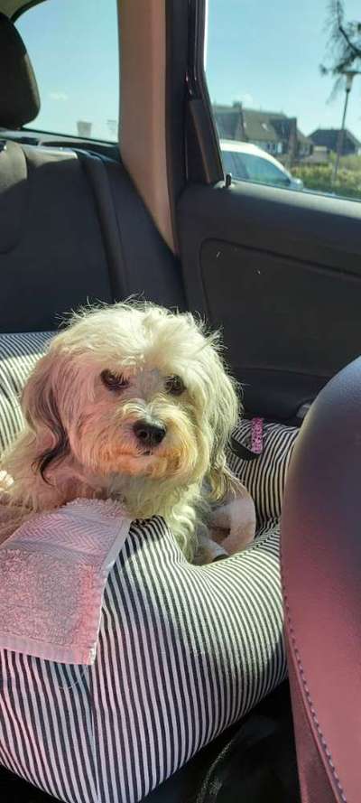 Foto Challenge Thema "Hunde im Auto"-Beitrag-Bild