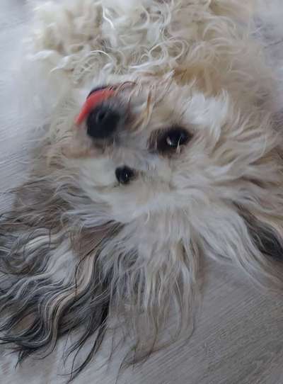 Fotochallenge Nr. 59 - Mein Hund zeigt die Zunge-Beitrag-Bild