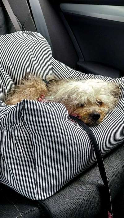 FOTOCHALLENGE 70 - Dein Hund im Auto-Beitrag-Bild