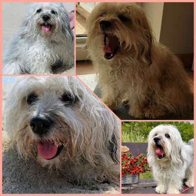 18. Collagen Challenge - Zunge raus!-Beitrag-Bild