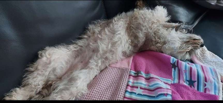 Dogorama Photo Challenge - Zeigt her eure Bäuche-Beitrag-Bild