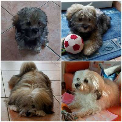 Welpenfotos-Beitrag-Bild