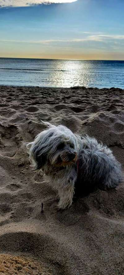 Dogorama Foto Challenge - Dämmerung-Beitrag-Bild