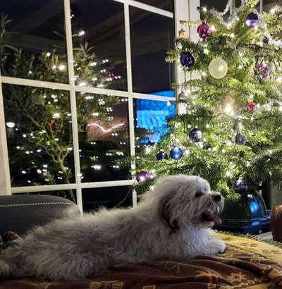 Dogorama Photo Challenge - Weihnachtsbaum-Beitrag-Bild