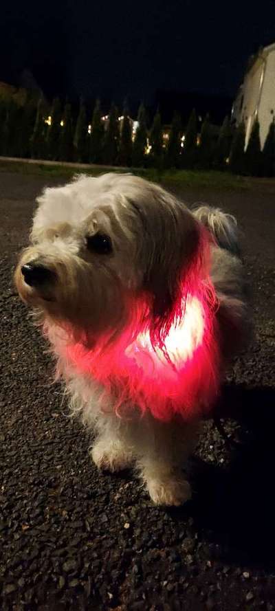 FOTOCHALLENGE 109: Leuchtwürmer Sicherheit im Straßenverkehr und mehr...-Beitrag-Bild