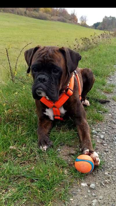 Deutsche Boxer-Beitrag-Bild