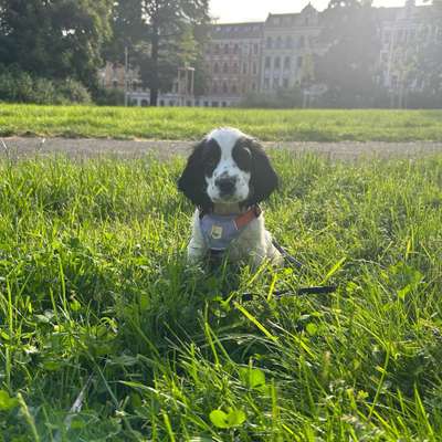 Hundetreffen-Wilma aus Stötteritz sucht Welpenkontakt!-Bild