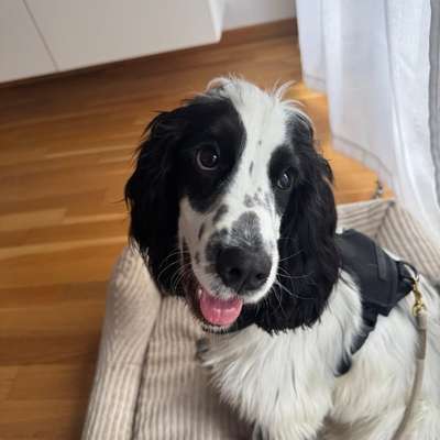 Hundetreffen-Wilma aus Stötteritz sucht Freunde!-Bild