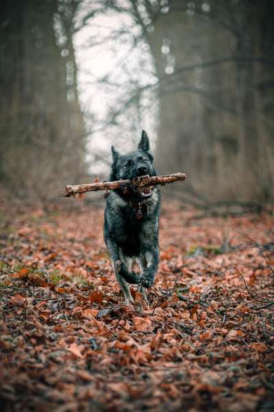 Hundetreffen-Training,Gassi,toben-Bild