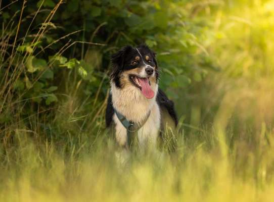 Hundetreffen-Spielerunde und Social Walk-Bild