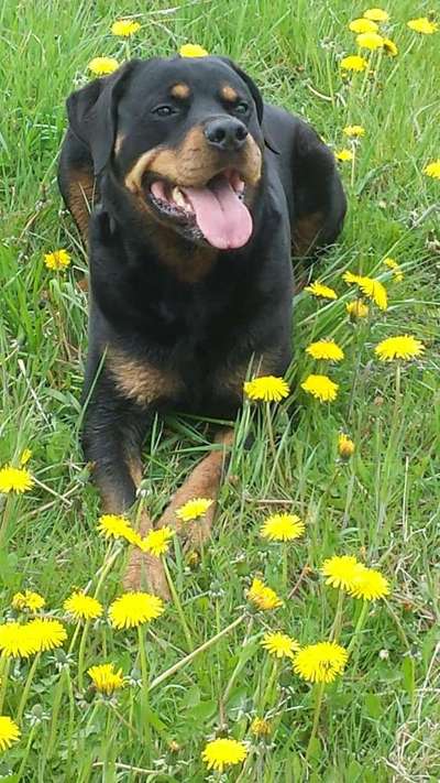 Die Dogorama Monats Challenge "Es grünt und blüht"-Beitrag-Bild