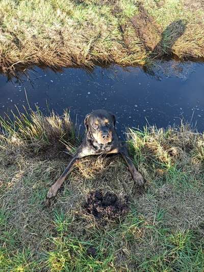 Dogorama-Monats-Challenge-Mai "Wasser"-Beitrag-Bild