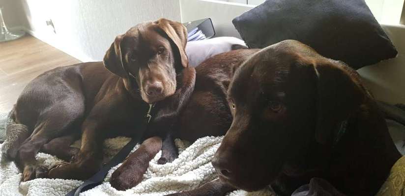 FOTOCHALLENGE 68: Dein Hund und sein bester Freund-Beitrag-Bild