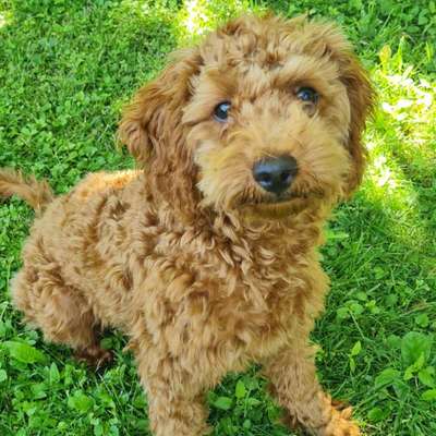 Hundetreffen-Welpenspielrunde oder gemeinsames Gassi Gehen-Bild