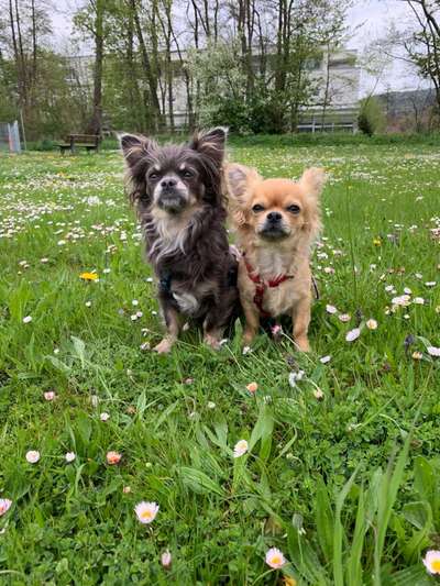 Dogorama Photo Challenge - Gegensätze-Beitrag-Bild