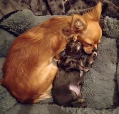 98.Fotochallange  - Hunde zeigen Zuneigung-Beitrag-Bild