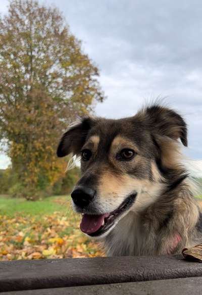 Auslandstierschutz-Beitrag-Bild