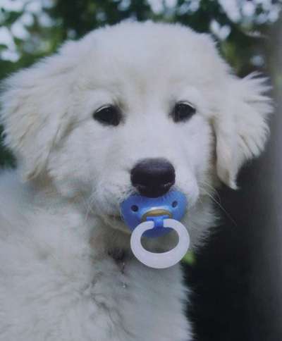 Zeige das lustigste Bild eures Hundis-Beitrag-Bild