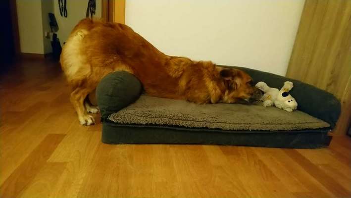 Zeige das lustigste Bild eures Hundis-Beitrag-Bild