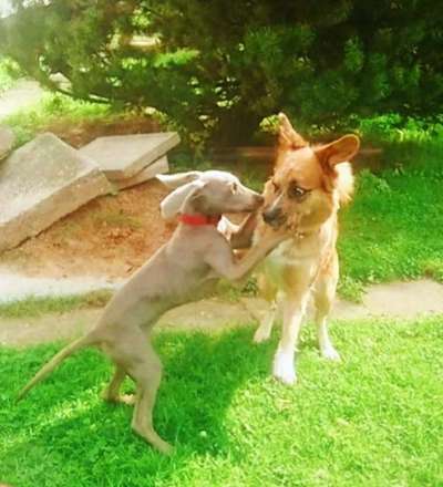 Zeige das lustigste Bild eures Hundis-Beitrag-Bild