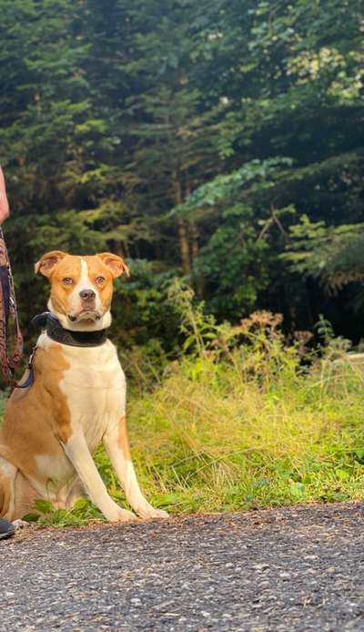 Mischlinge raten - Rätselspaß-Beitrag-Bild