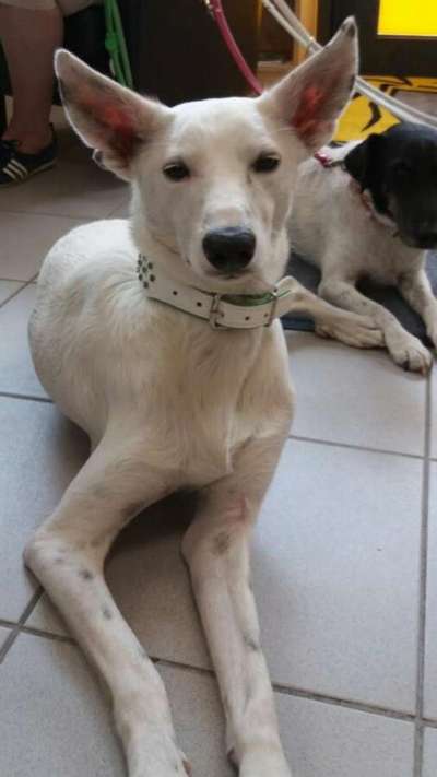 Windhunde - Treffen der besonderen Schönheiten
HERZLICH WILLKOMMEN-Beitrag-Bild