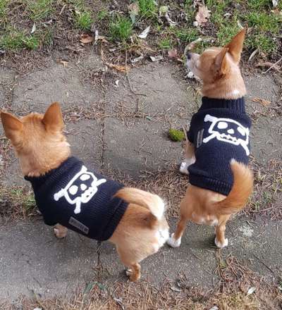 Wo sind die Chihuahua Besitzer ?-Beitrag-Bild