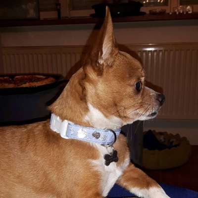 Auslandstierschutz-Beitrag-Bild