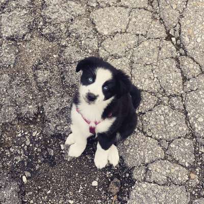 Welpen Bilder !-Beitrag-Bild