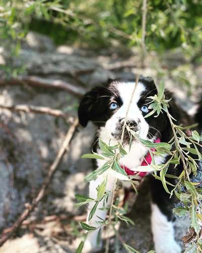 Die Dogorama Monats Challenge "Es grünt und blüht"-Beitrag-Bild