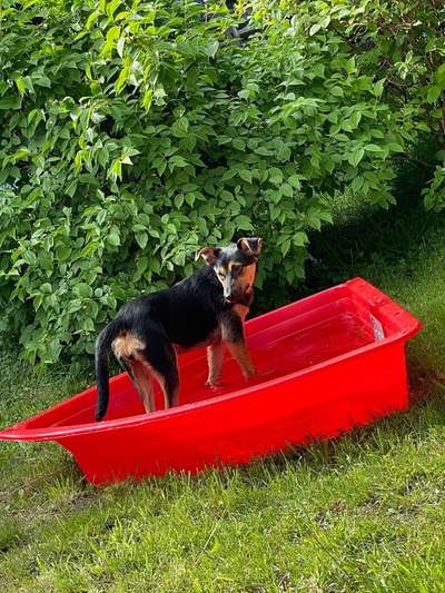 Suche Jagdterrier halter-Beitrag-Bild