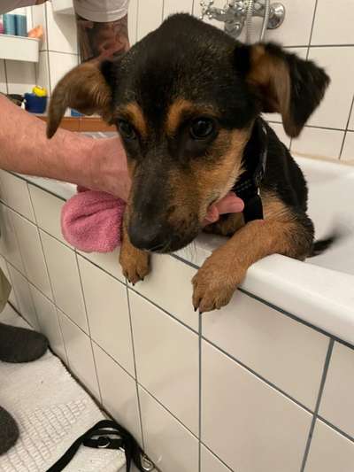 Hunde vom Tierschutzverein 🐕♥️-Beitrag-Bild