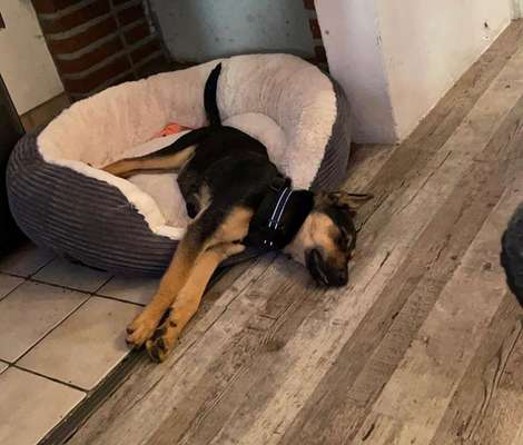 Hunde vom Tierschutzverein 🐕♥️-Beitrag-Bild