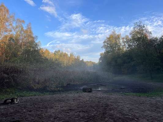 Hundeauslaufgebiet-Uni Wildnis-Bild