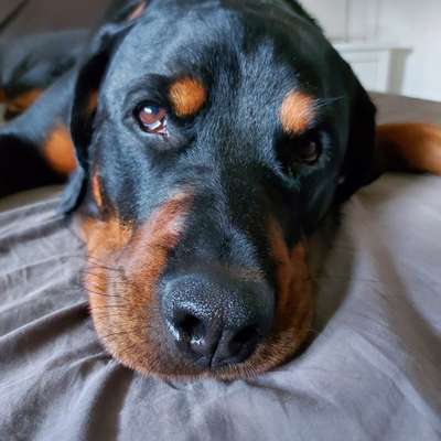 Rottweiler-Beitrag-Bild