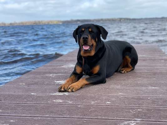 Rottweiler-Beitrag-Bild