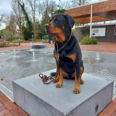 Rottweiler-Beitrag-Bild