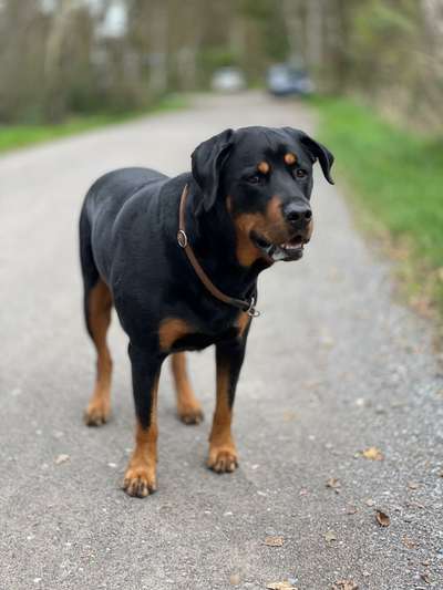 Labradorfans-Beitrag-Bild