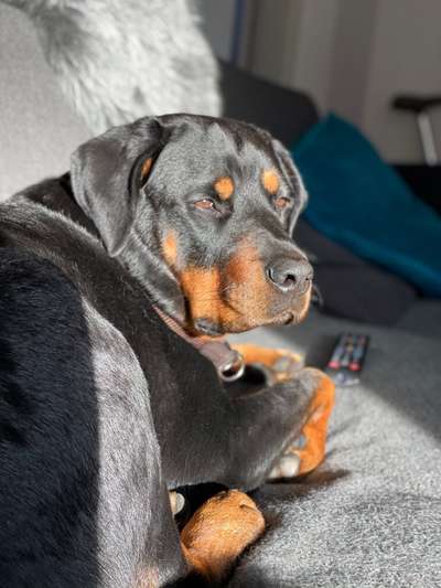 Rottweiler/-Mischlinge-Beitrag-Bild