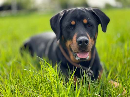 Fotografie / Hundefotografie-Beitrag-Bild