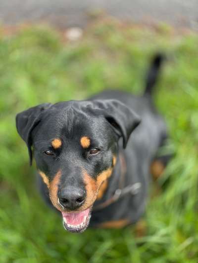 Fotografie / Hundefotografie-Beitrag-Bild