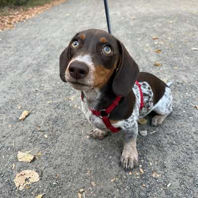 Hundetreffen-Gassi und Spielpartner gesucht, am besten Dackel oder kleine Hunde-Bild