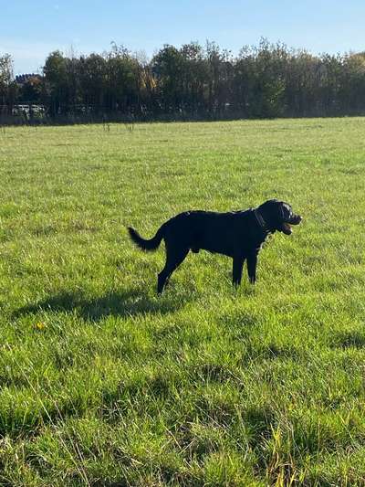 Labradorfans-Beitrag-Bild