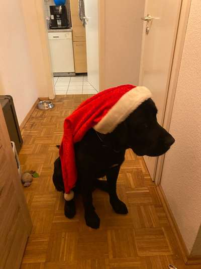 Dogorama Photo Challenge - Nikolaus-Beitrag-Bild