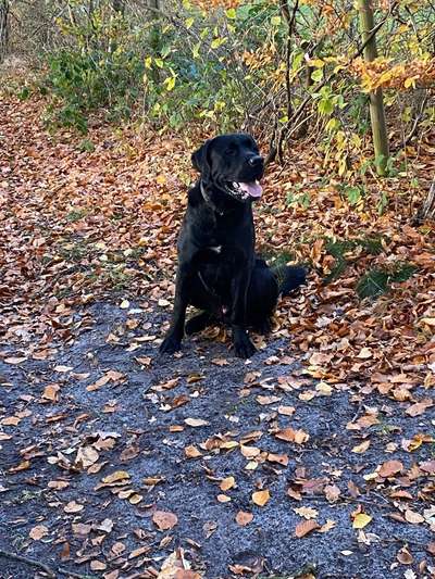 Wie heißt dein Hund?-Beitrag-Bild