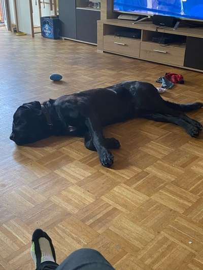 Labradorfans-Beitrag-Bild