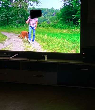 Halsband ab 45 kg oder stabiles Geschirr ?-Beitrag-Bild