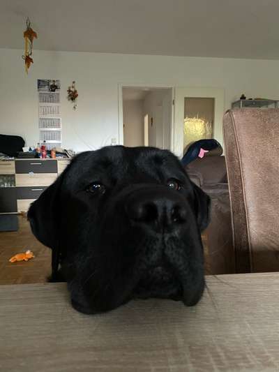 Labradorfans-Beitrag-Bild