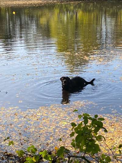 Labradorfans-Beitrag-Bild